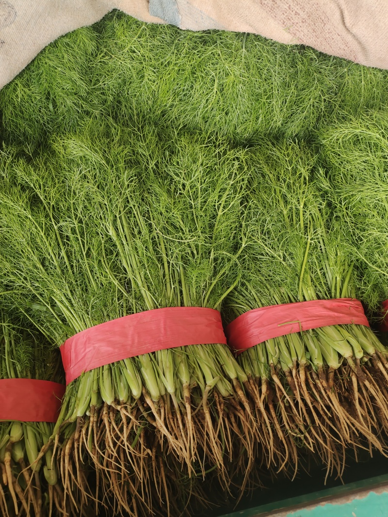 小茴香 茴香苗 永年精品茴香 承接商超 代收代发代加工