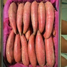 红薯 山东西瓜红红薯 一手货源 保质保量  欢迎采购