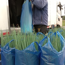 山东四级小葱产地批发 品质保证 小香葱一手货源 欢迎来电