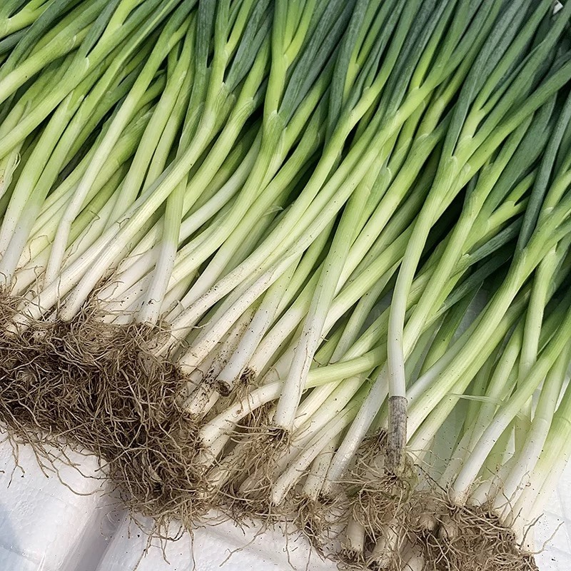 山东四级小葱产地批发 品质保证 小香葱一手货源 欢迎来电