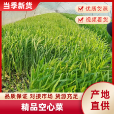 空心菜大量上市