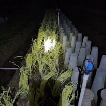 【牛商】万亩韭黄基地，基地直发，欢迎来电