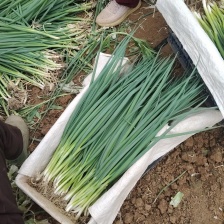 四季小香葱产地直供口感好商品性好卖相佳支持全国物流发货