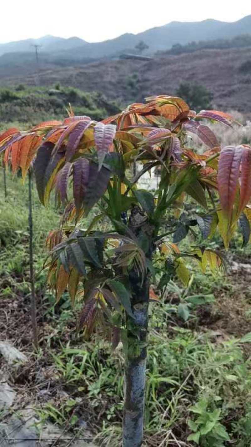 墨江商远现代农业种植基地