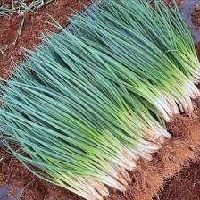 安徽阜南县精品小香葱 产地直供 量大从优 价格实惠联系