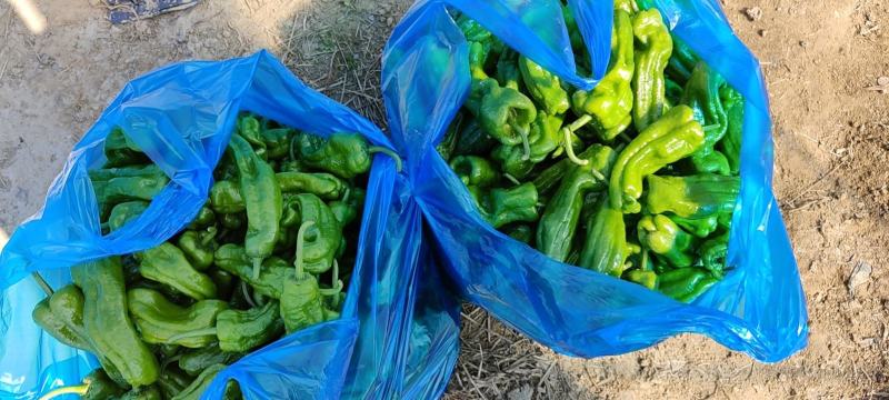 海门薄皮椒 青椒 6cm以上质量 品质保证