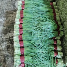 外调精品韭菜需要的联系我