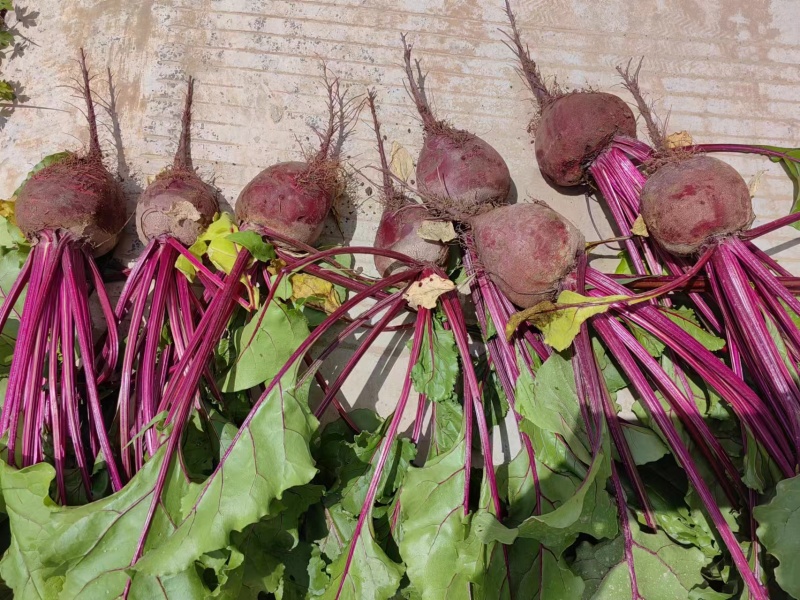 徐州市红甜菜基地     甜菜头供应市场加工厂市场色素厂