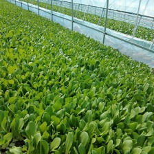 精品鸡毛菜速度联系