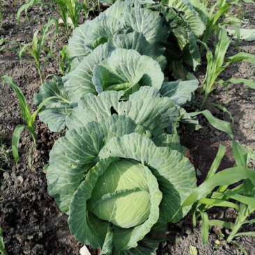 奥齐娜甘蓝包菜 产地看货论价 保质保量 欢迎订购