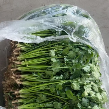 唐山 铁杆青香菜 各规格有货 大量出货 一条龙服务 欢迎