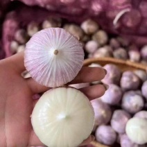 独头蒜大蒜产地直发，货源充足，保质保量，全国发货