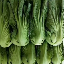 芥菜大量供应市场。工厂