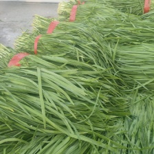 韭菜有货中需要的老板与我联系