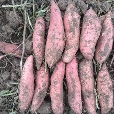 《精选》烟薯25 山东红薯 规格齐全