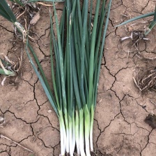 四季小葱大量供应 山东潍坊 产地批发 诚信经营 价格实惠