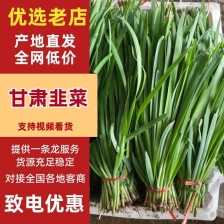 河北大叶韭菜大量供应  价格优惠 量大从优 欢迎合作