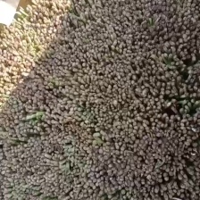 河北大叶韭菜大量供应  价格优惠 量大从优 欢迎合作