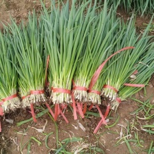 河北邯郸精品小葱，量大价优，欢迎老板前来合作