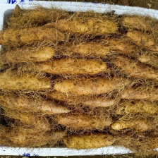 湛江毛薯准备上市