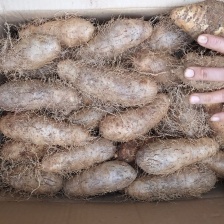 湛江毛薯准备上市