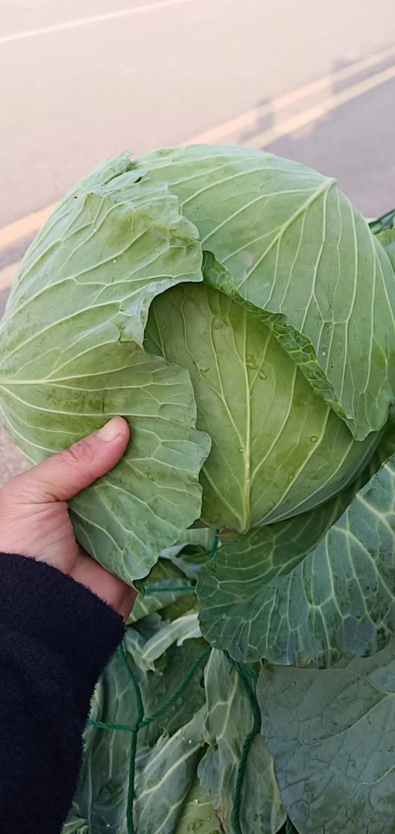 开封墨玉，京丰一号，扁包菜薄叶，体型好，走超市走市场走电商，