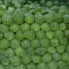 开封墨玉，京丰一号，扁包菜薄叶，体型好，走超市走市场走电商，