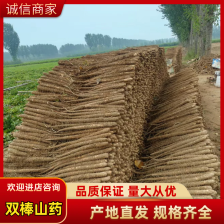 河北深州小白嘴白山药，软糯香甜，口感好，走市场，做电商均