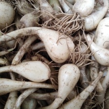 藠头种子  毛藠头 带根 高山旱地  适合做种子