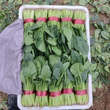 大叶菠菜产地直供，货源充足，价格便宜，可代发车欢迎来电
