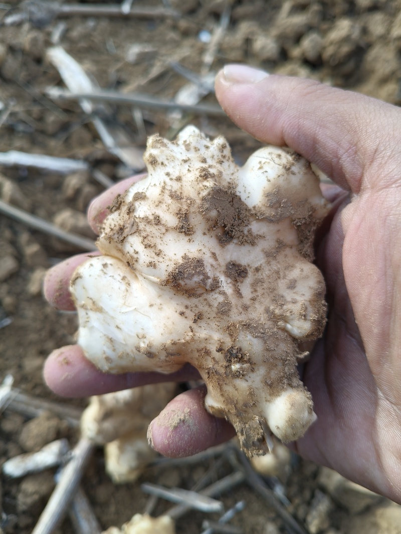 白洋姜，菊芋大量上市，产地直发，口感出众，现挖新鲜白洋姜