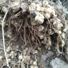 白洋姜，菊芋大量上市，产地直发，口感出众，现挖新鲜白洋姜