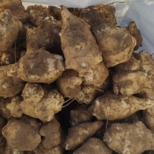 白洋姜，菊芋大量上市，产地直发，口感出众，现挖新鲜白洋姜