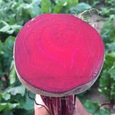 大量出售红甜菜粉