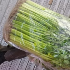 西芹 山东寿光 大量有货    产地直供
