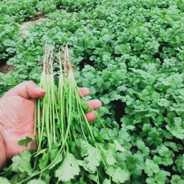 香菜批发出售 现货