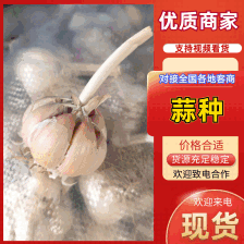 2025金乡紫皮大蒜/干大蒜大量有货品质优基地直供 欢迎