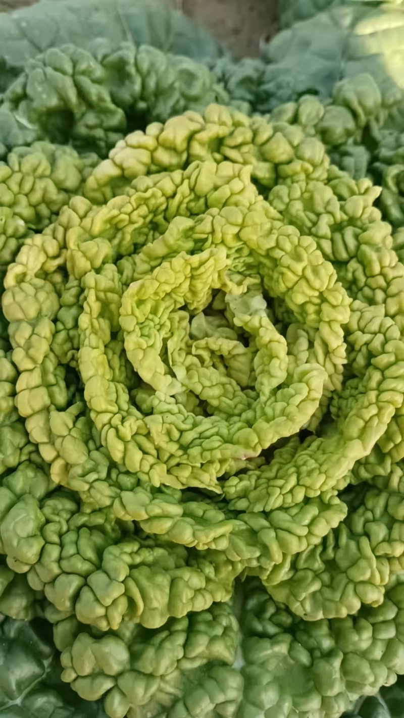 马家蔬菜批发代办