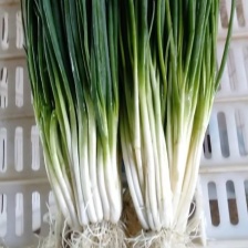 安徽分葱对接商超批发市场/欢迎咨询
