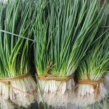 安徽分葱对接商超批发市场/欢迎咨询