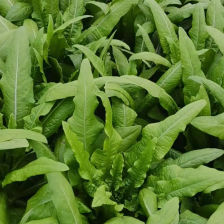 【精选】油麦菜 江苏南通蔬菜基地  量大从优 欢迎联系