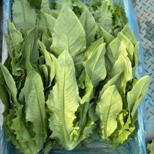 【精选】油麦菜 江苏南通蔬菜基地  量大从优 欢迎联系