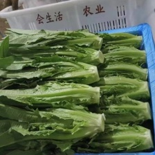 【精选】油麦菜 江苏南通蔬菜基地  量大从优 欢迎联系