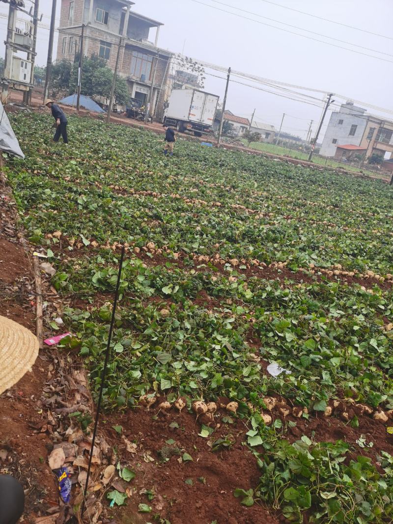 徐闻县地瓜（凉薯）电商，市场批发
