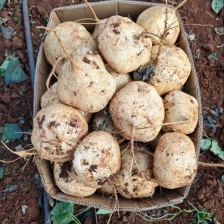 徐闻县地瓜（凉薯）电商，市场批发