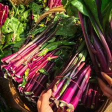 湖北低价红菜苔产地直发，量大从优大量上市中，可供商超市场