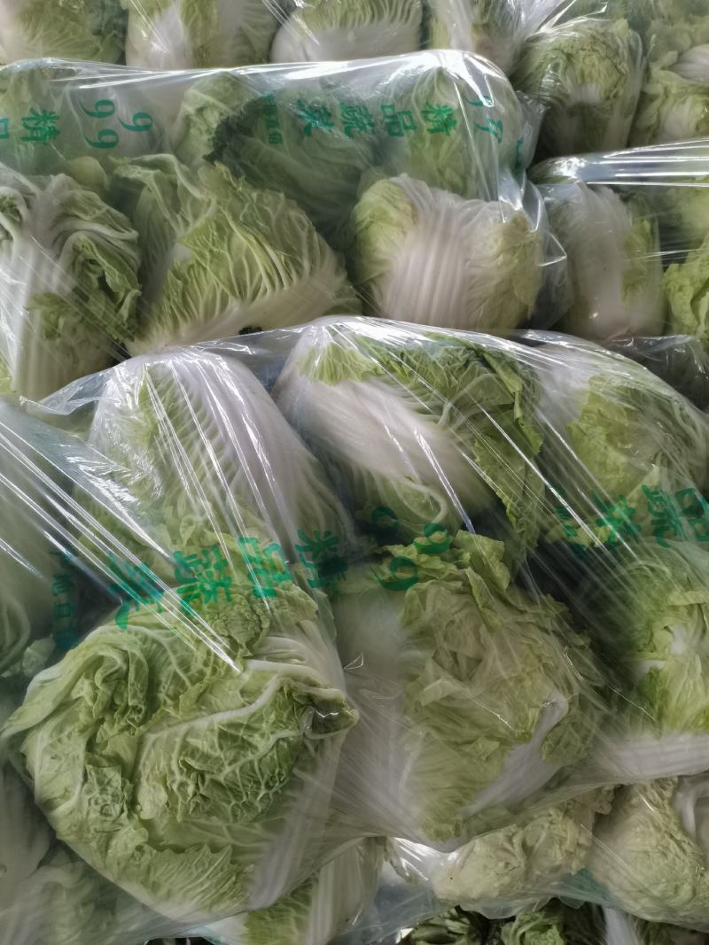 通许鸡腿白菜黄心白菜868全国发货诚信经营