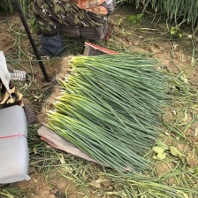 徐闻县开展农产品专业合作社