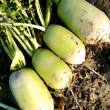 萝卜 青头萝卜 韩国青头萝卜 基地直发 一手货源