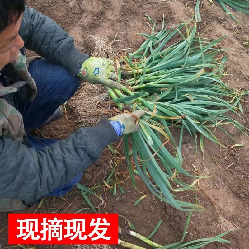 红根蒜苗  产地看货论价  视频看货  支持打款发货